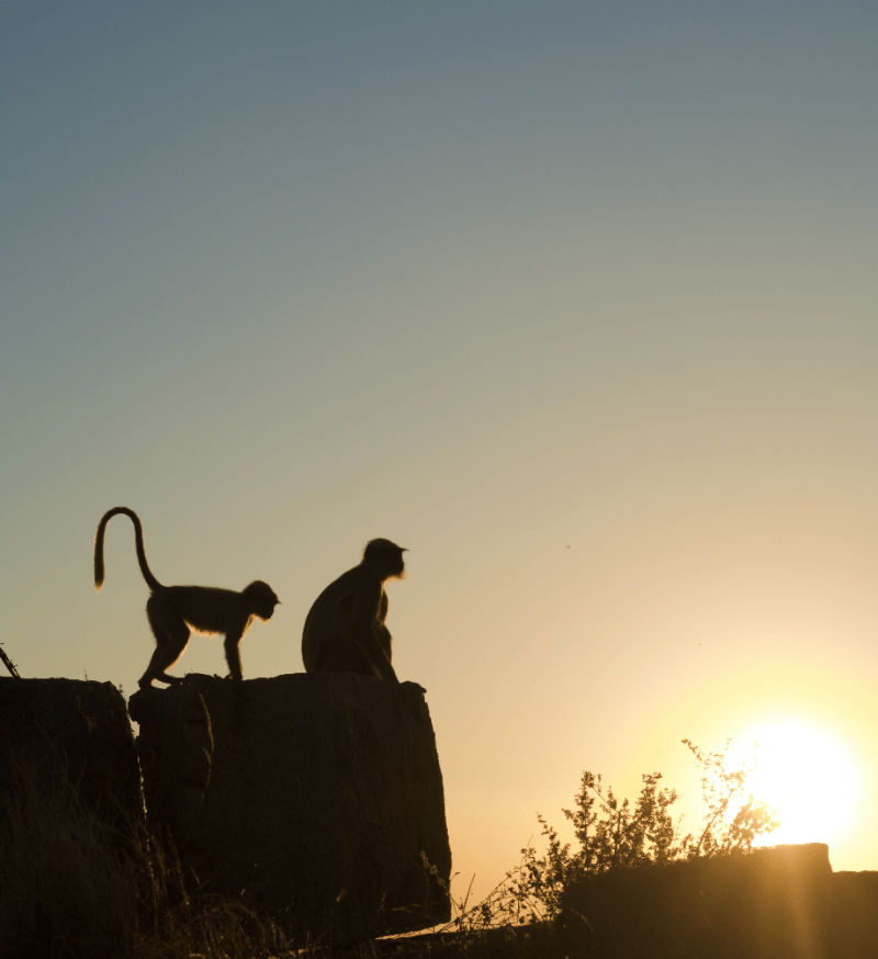 2 monkeys sitting on a boulder silhouetted against the setting sun