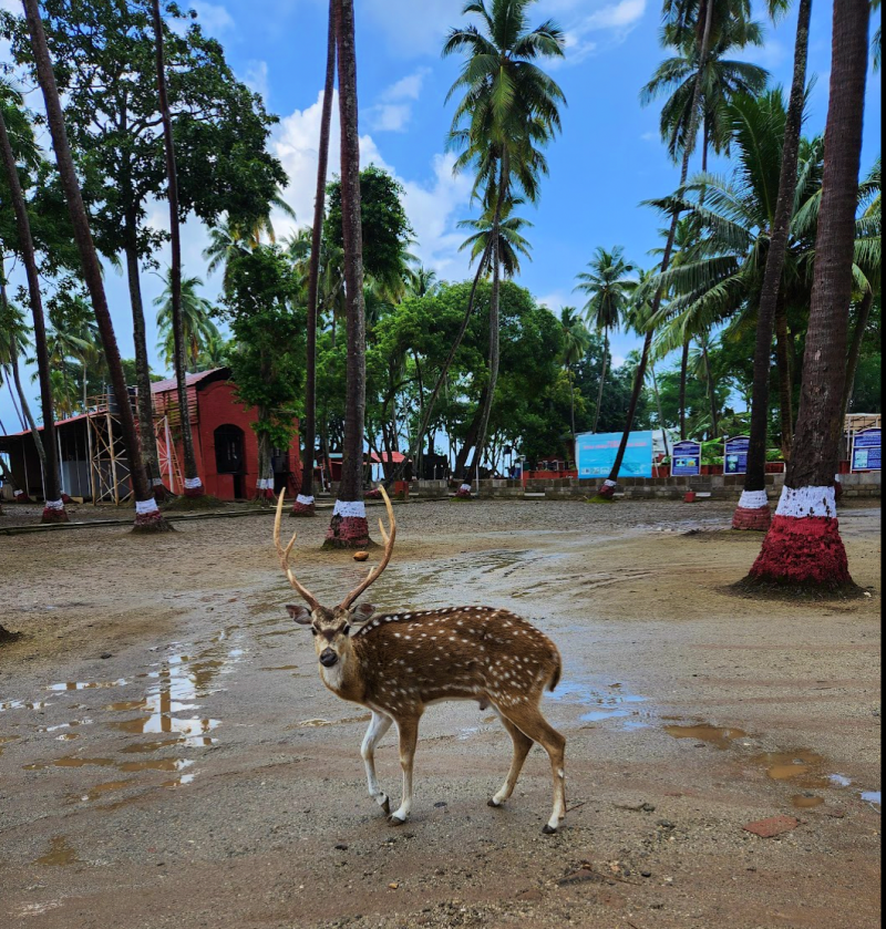 Chital deer with antlers staring back at is with palm trees and a red cottage in the background. At Subhash Chandra Bose island
